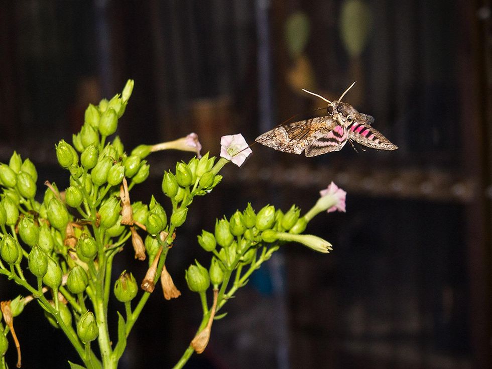 photo of hawk moth feeding from tobacco
