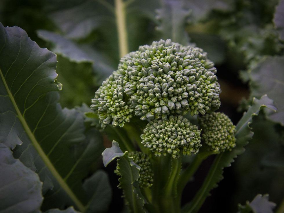 Photo of immature head of broccoli