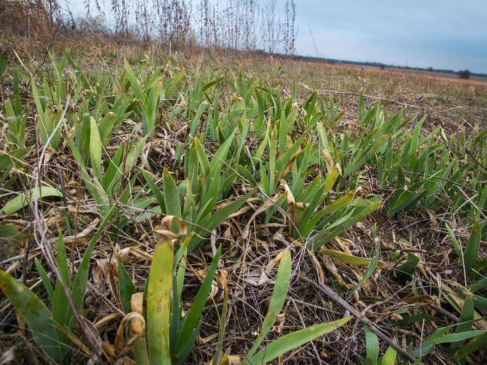 Photo of irises at old abandoned homesite