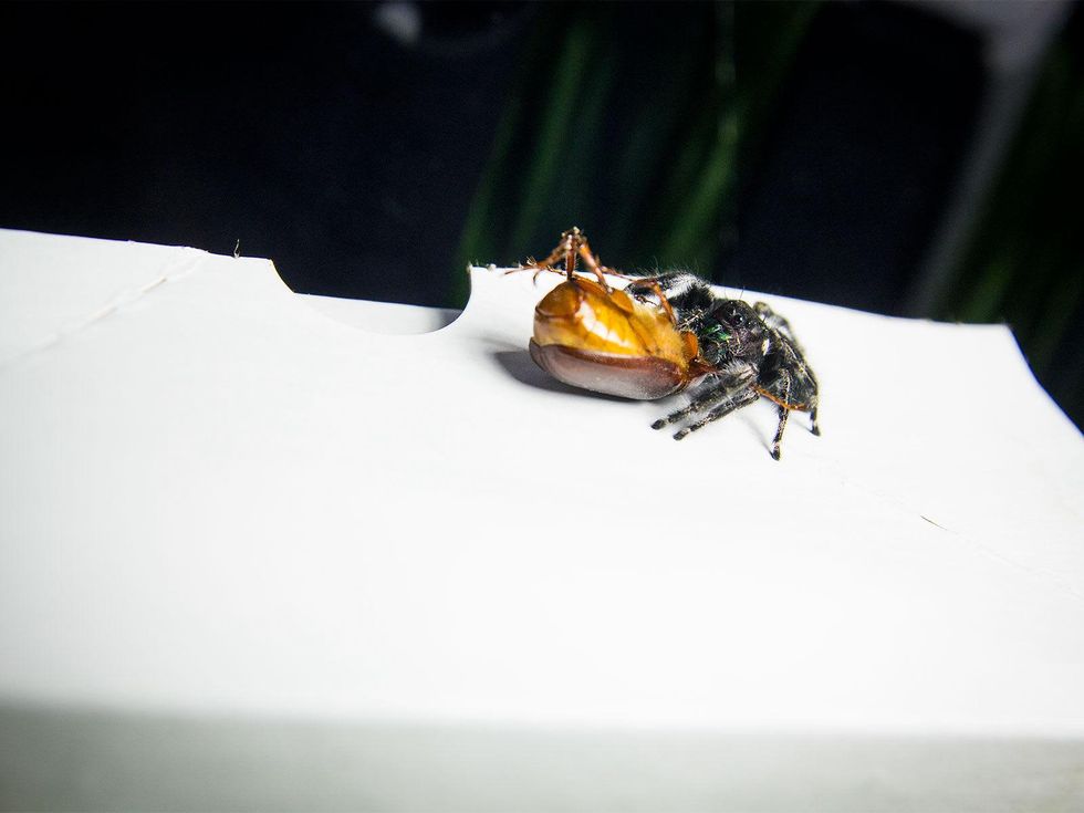 Photo of jumping spider dragging away a beetle