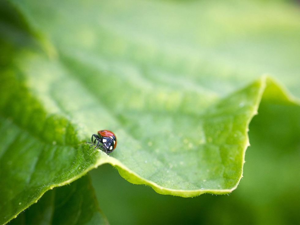 Photo of ladybug on cucumber leaf