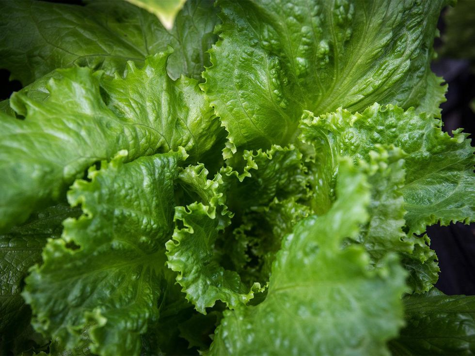 Photo of lettuce