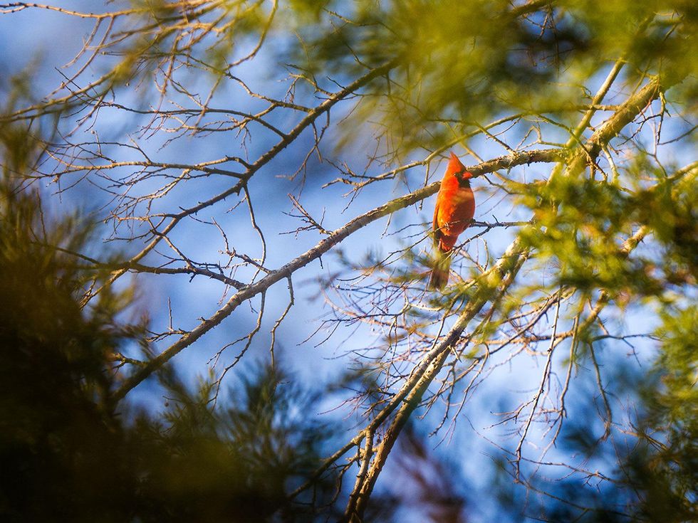 Photo of male cardinal in cedar tree