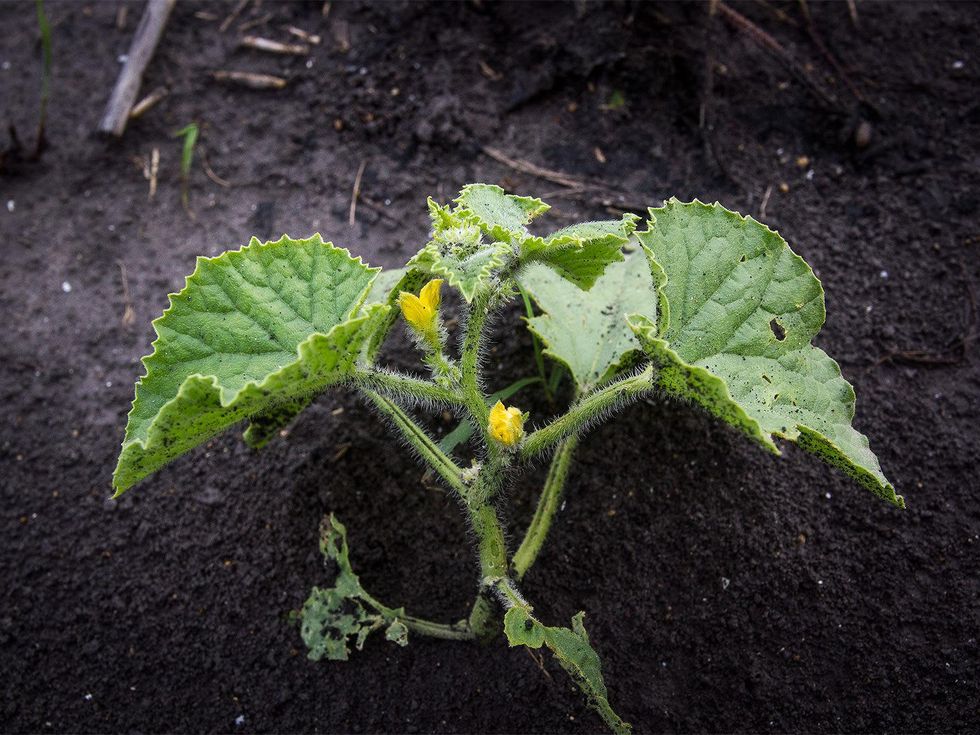 Photo of melon flower