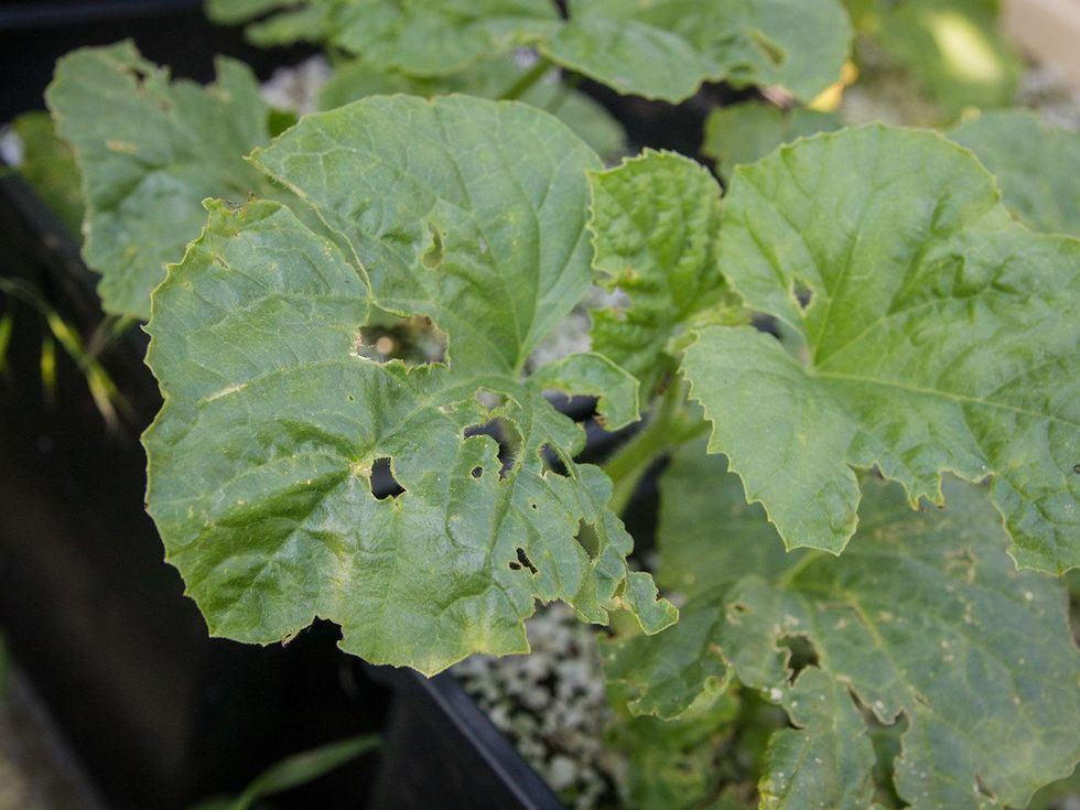 Photo of melon leaf with insect damage
