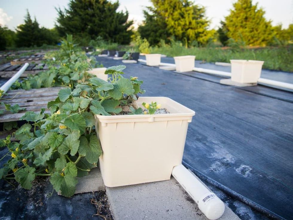 Photo of melon vines growing in Dutch buckets