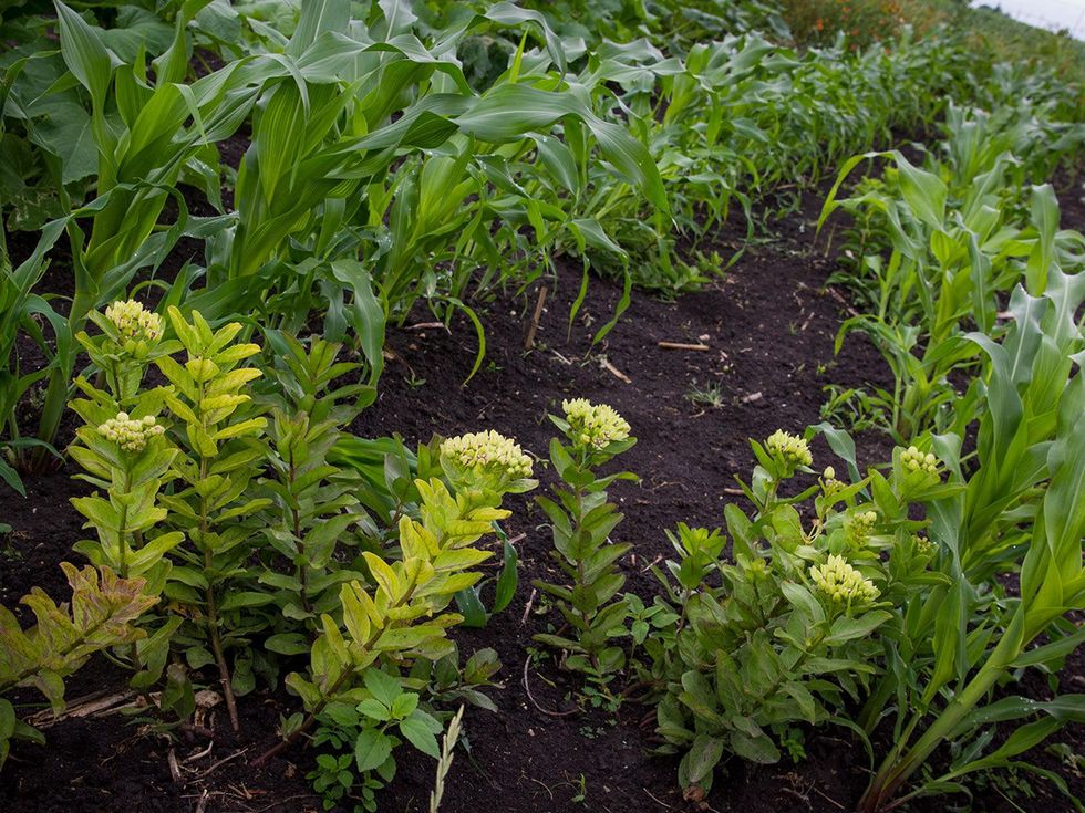 Photo of milkweed among rows of corn