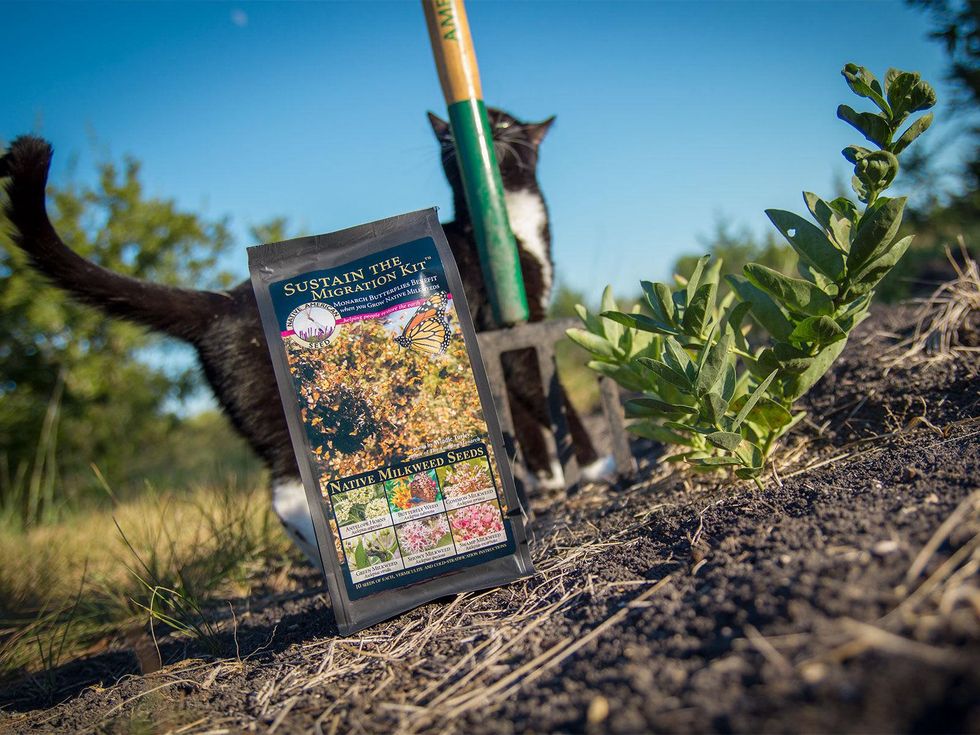 Photo of milkweed seed kit