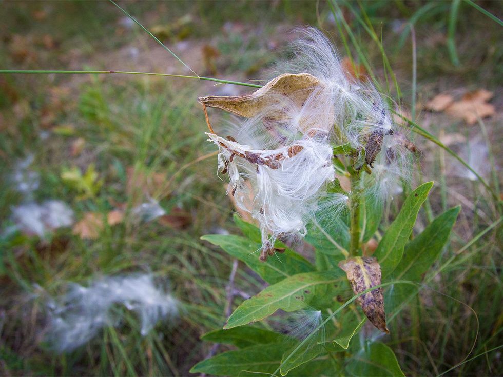 Photo of milkweed seed pod.