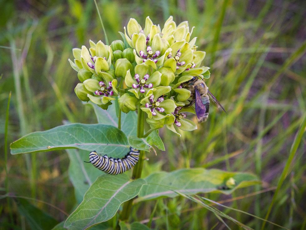 Photo of milkweed with bee and caterpillar