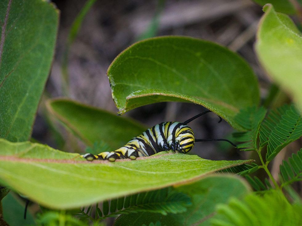 Photo of monarch caterpillar eating milkweed.