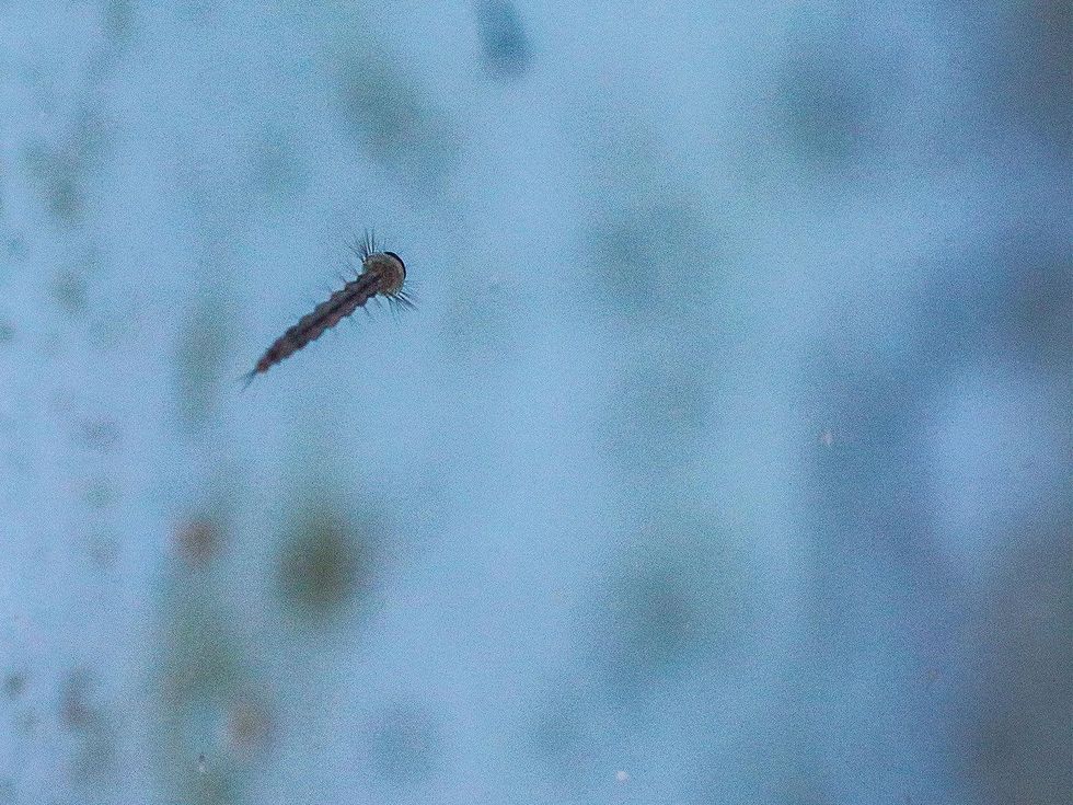 Photo of mosquito larva
