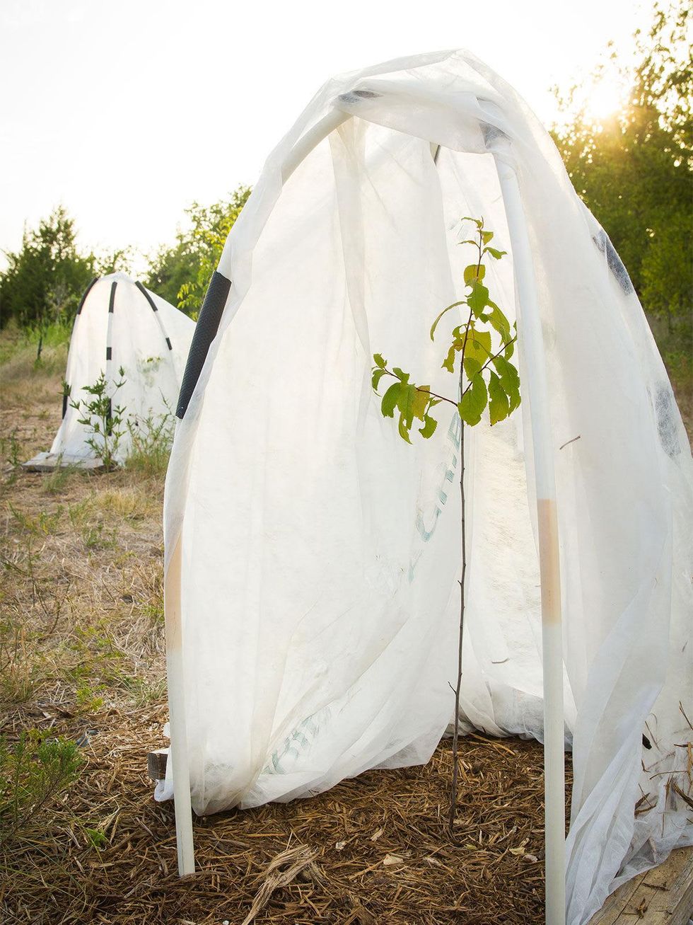 Photo of native plum trees under protective canopy