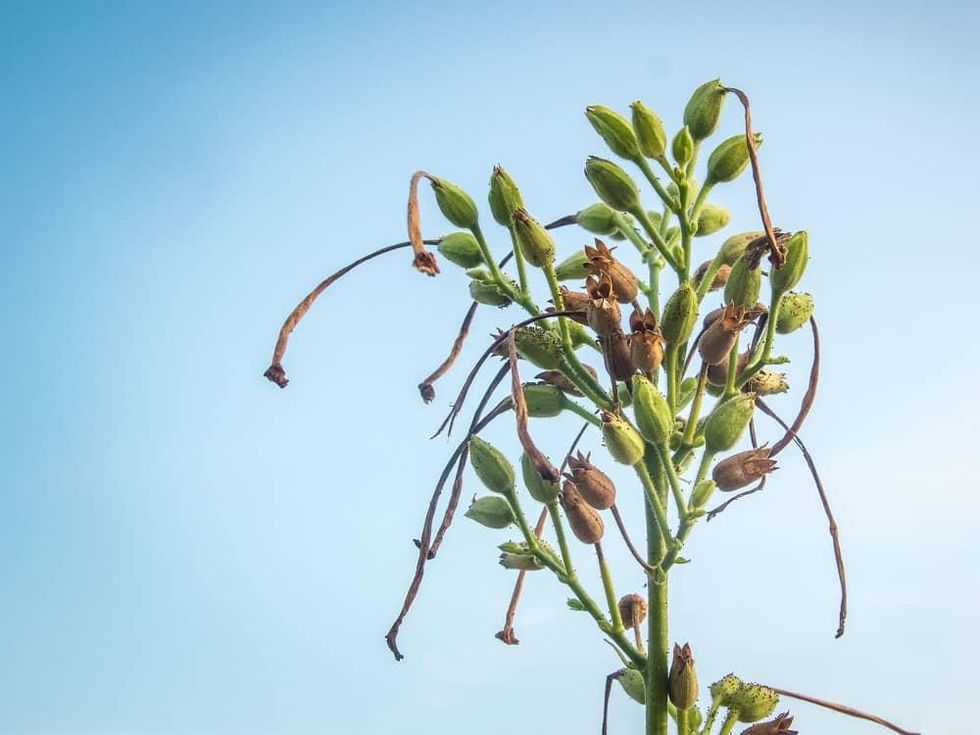 Photo of nicotiana seed pods
