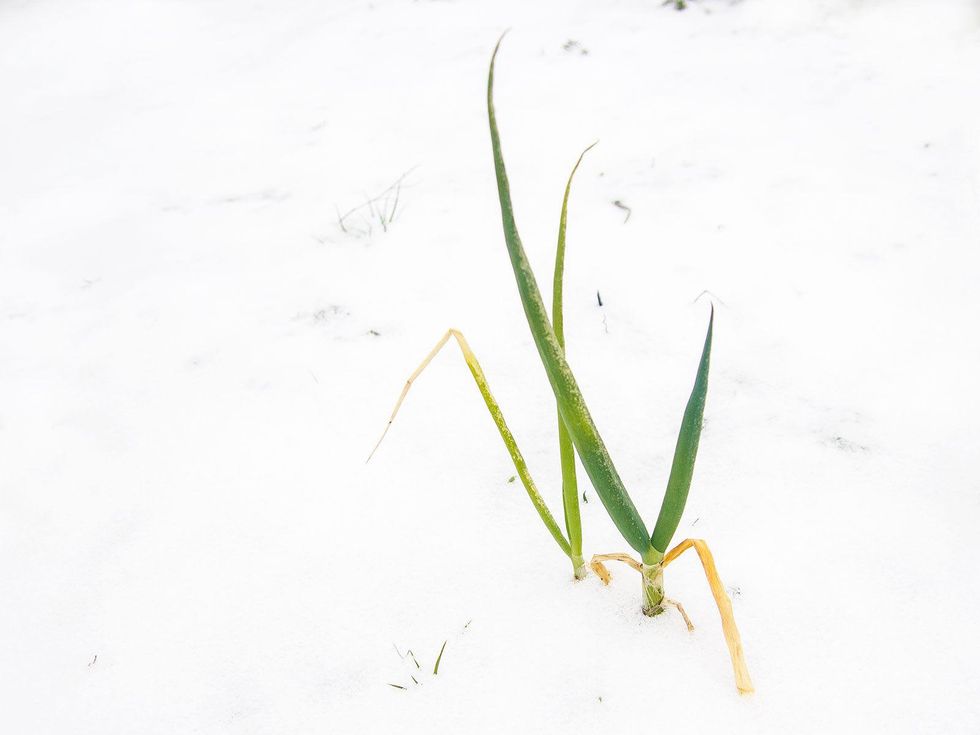 Photo of onions growing in snow covered soil