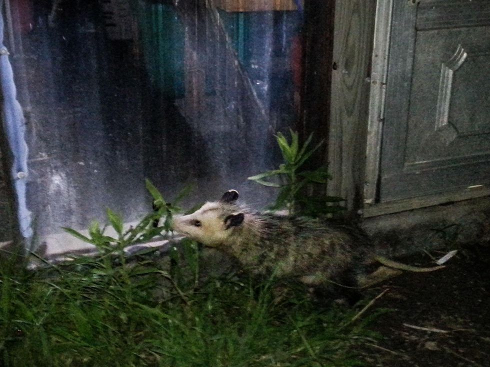 Photo of opossum eating bugs at night