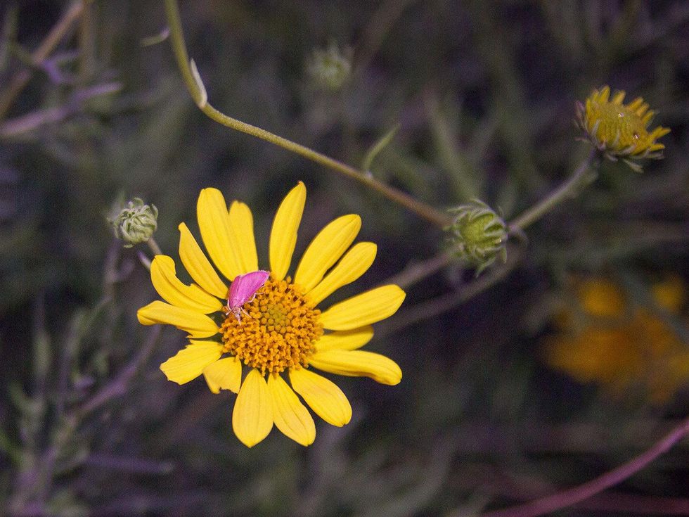 Photo of pink moth on skeleton leaf golden eye