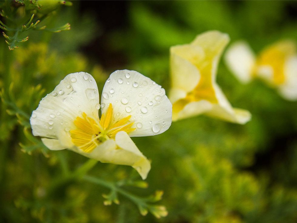 Photo of poppy flower with water droplets