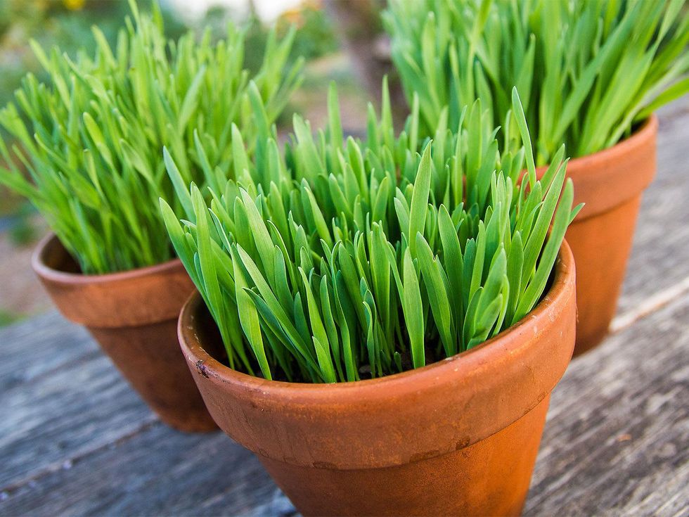 Photo of pot of cat grass
