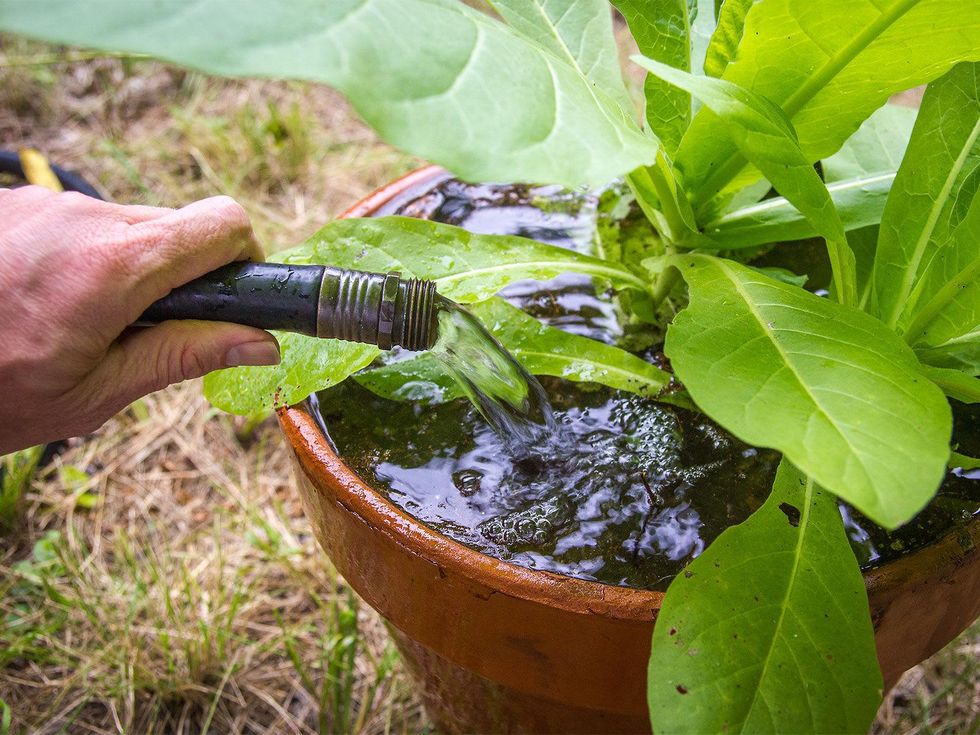 Photo of potted plant being watered with garden hose