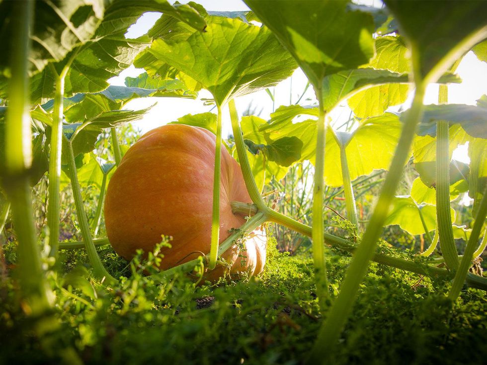 Photo of pumpkin growing on a vine