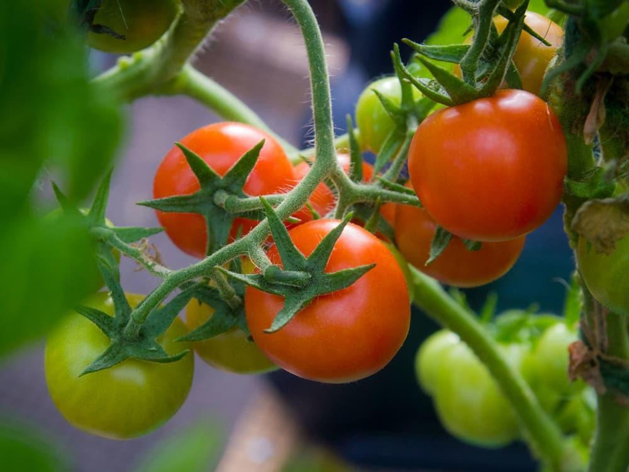 Photo of Punta Banda tomatoes growing in greenhouse