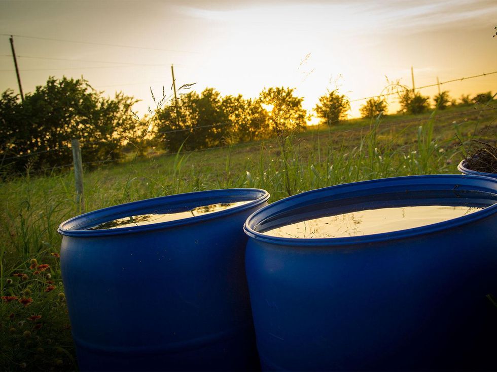 Photo of rain barrels full of water