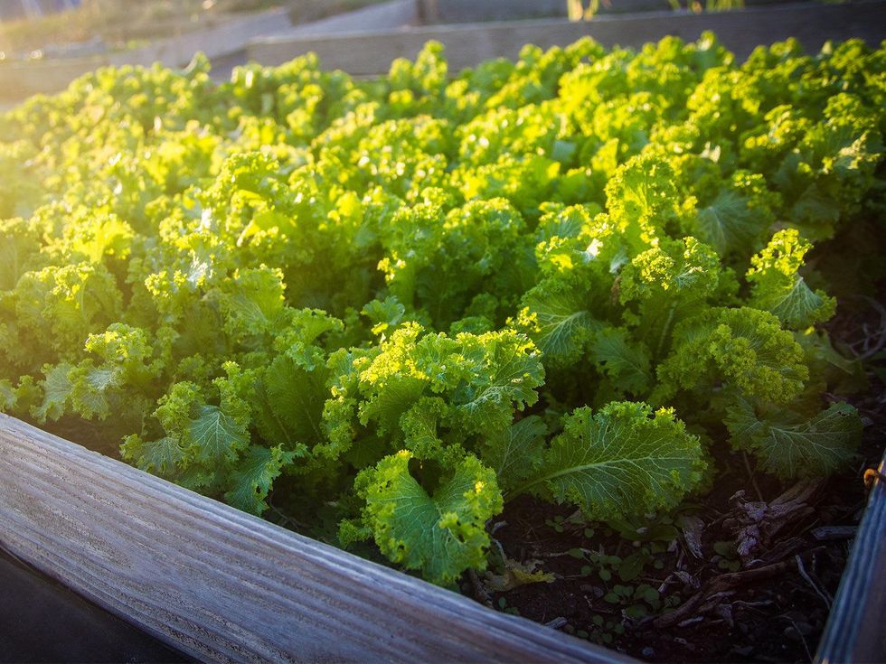 Photo of raised bed of mustard greens