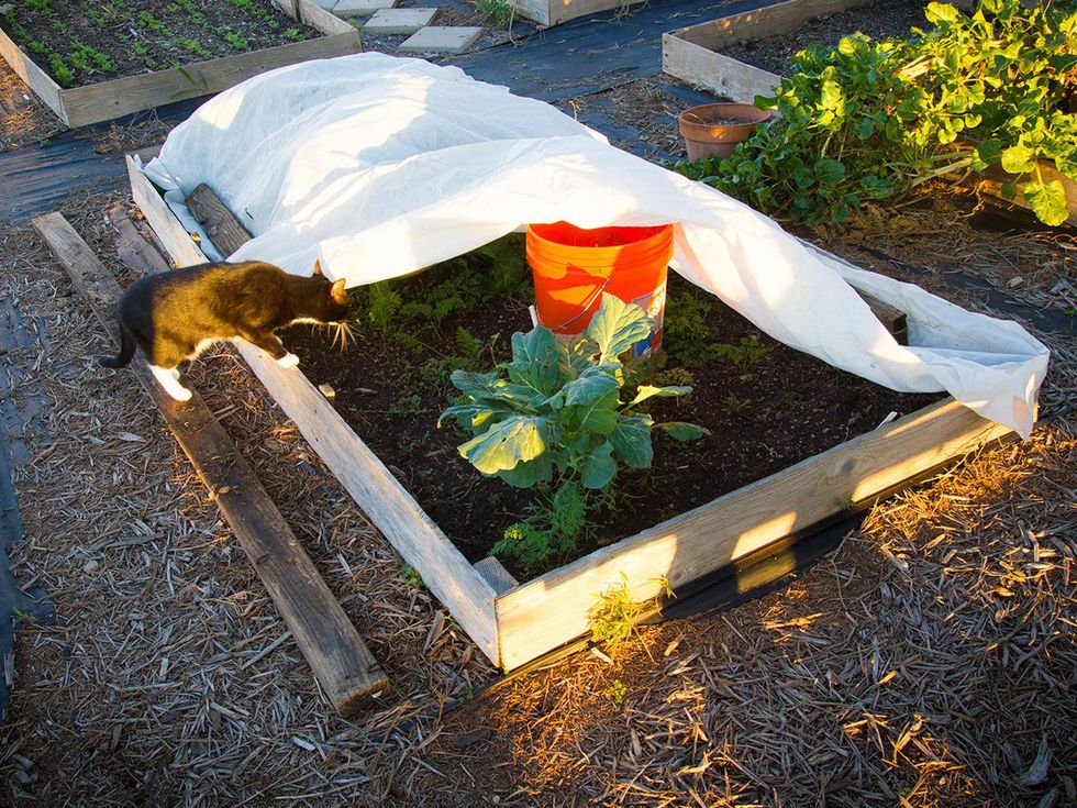 Photo of raised garden bed covered by frost blanket