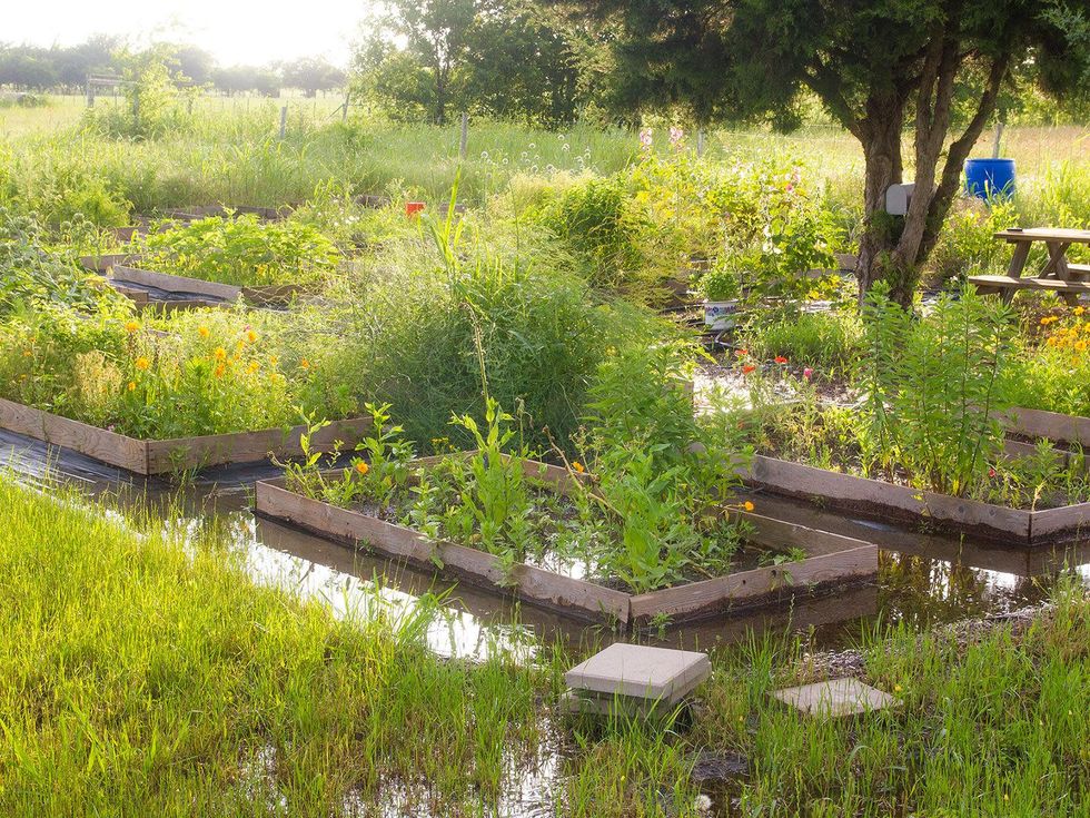 Photo of raised garden beds in flood water
