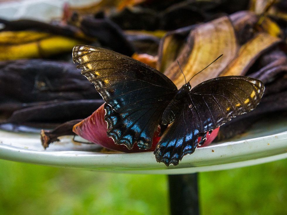 Photo of red spotted purple butterfly