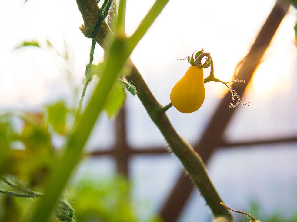 Photo of ripe yellow pear tomato on March 9, 2014
