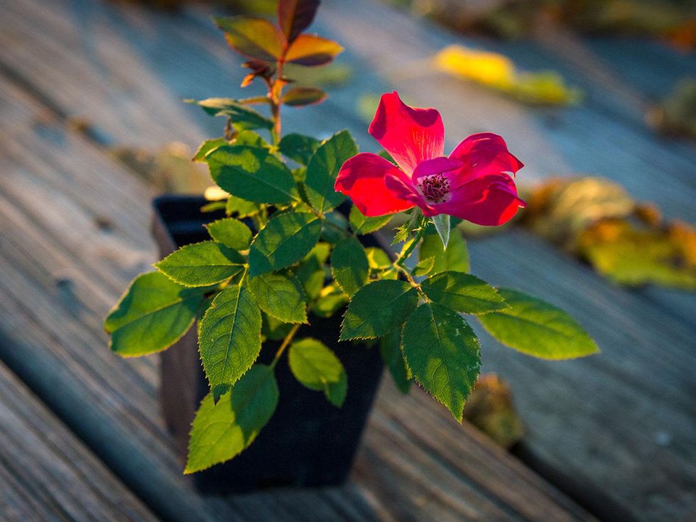 Photo of rooted rose