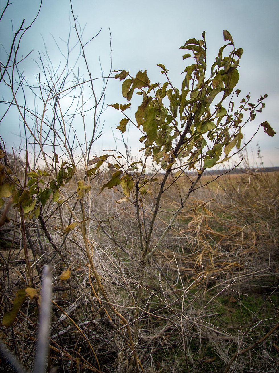 Photo of rose at abandoned rural homesite