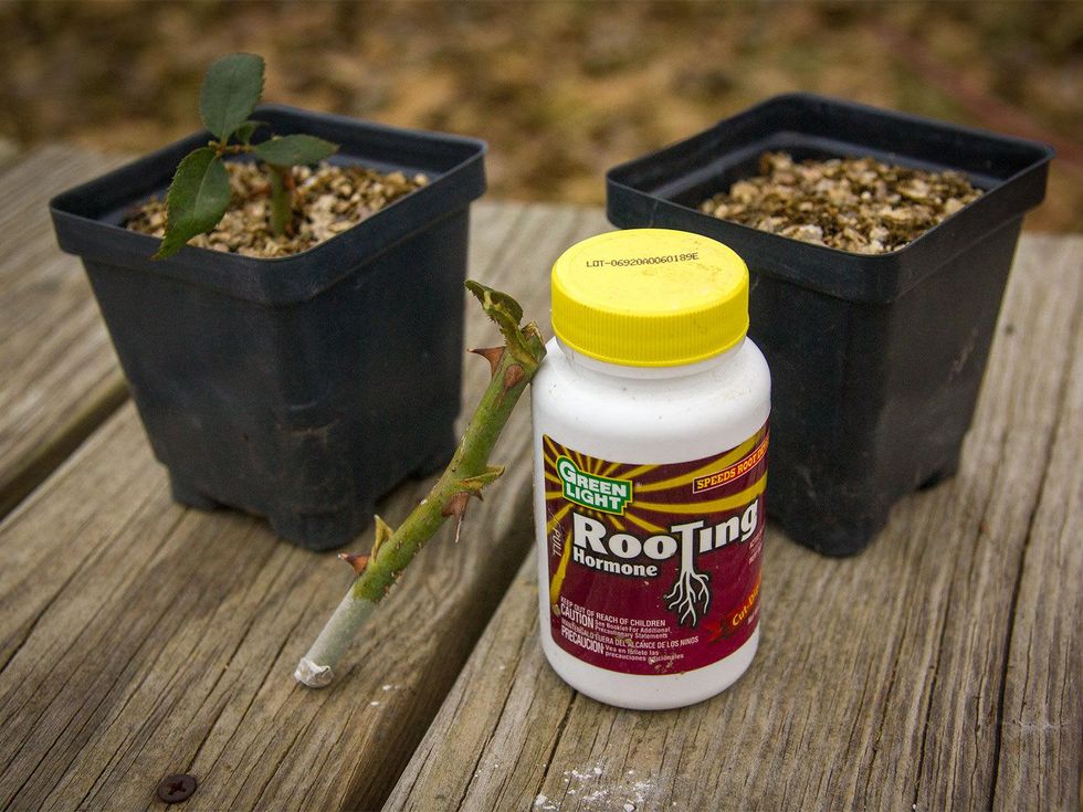Photo of rose sprigs and rooting hormone