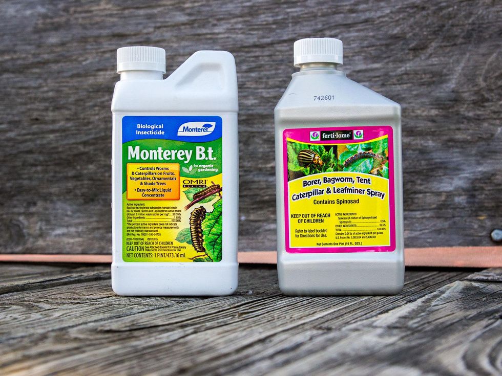 Photo of safe tent worm pesticides