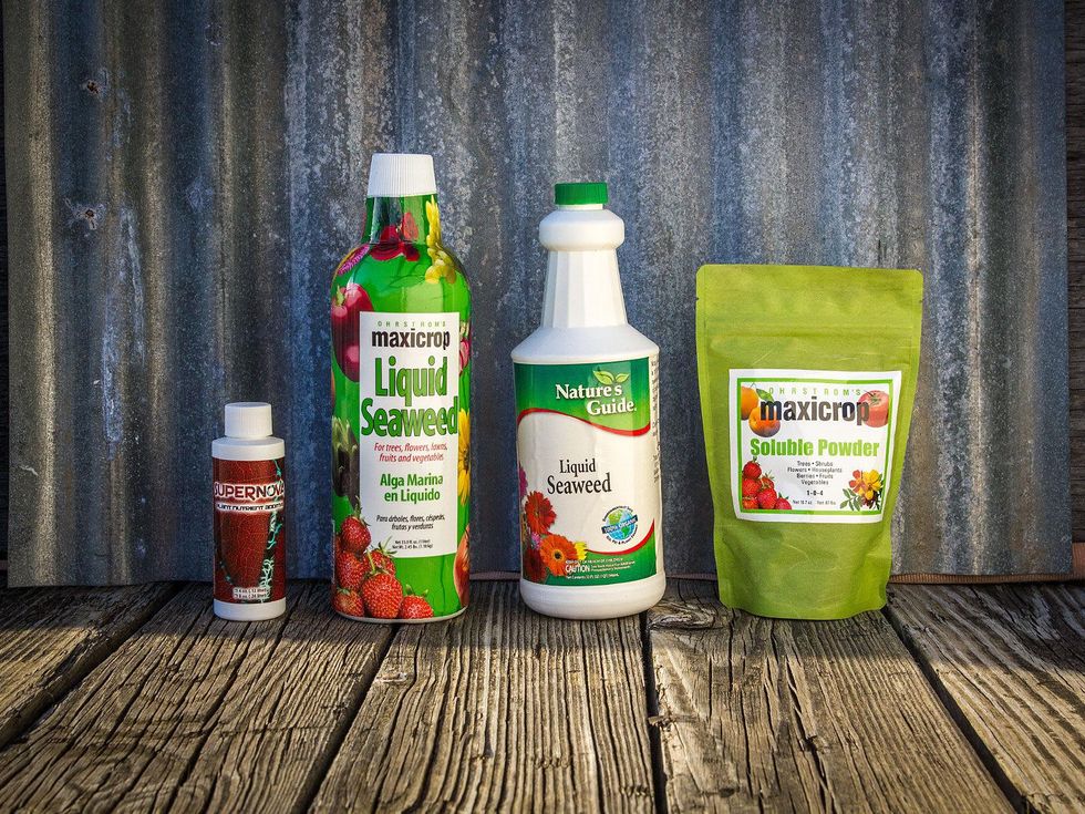 Photo of several brands of seaweed extract