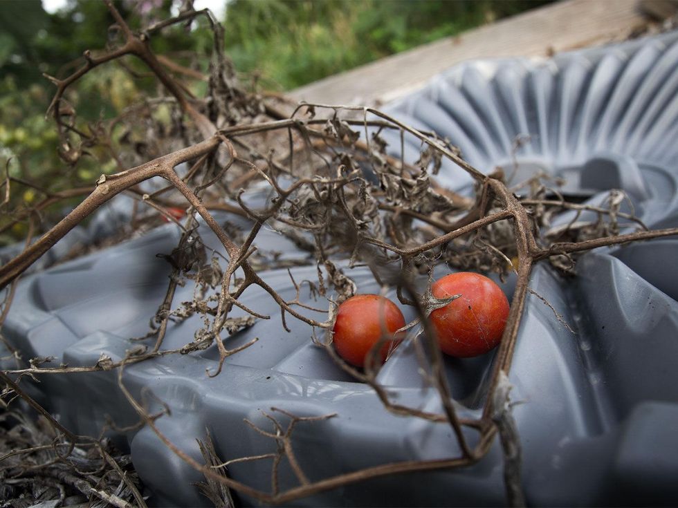 Photo of silted tomato plants
