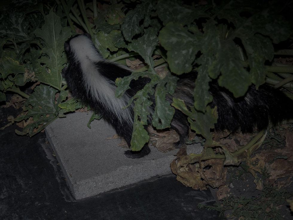 Photo of skunk among squash plants