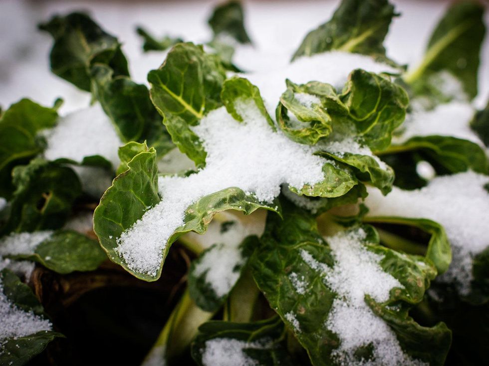 Photo of snow covered Swiss chard