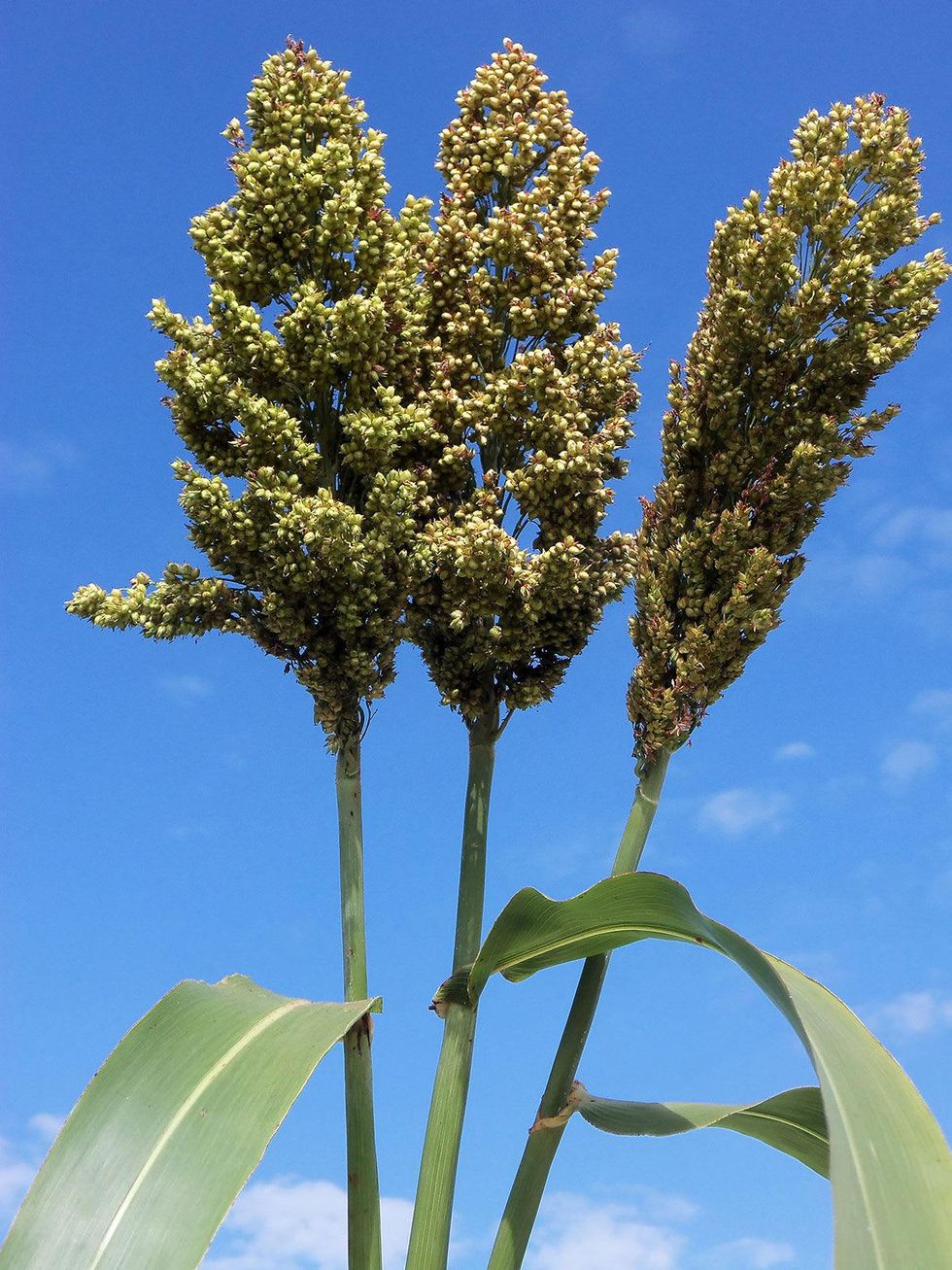 Photo of sorghum