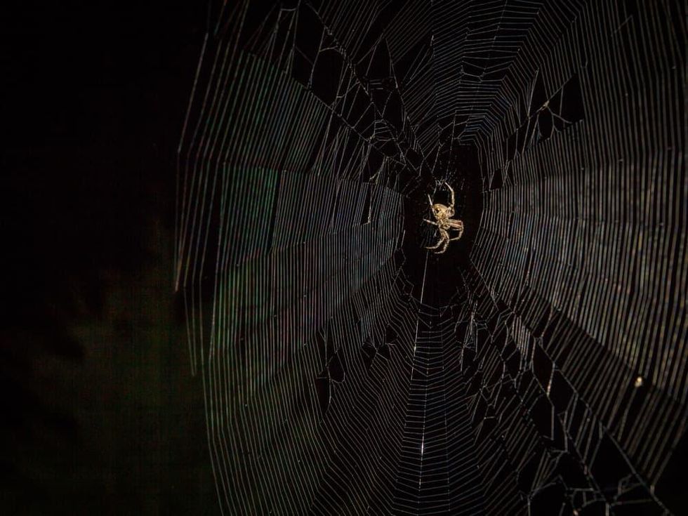 Photo of spider in spider web at night