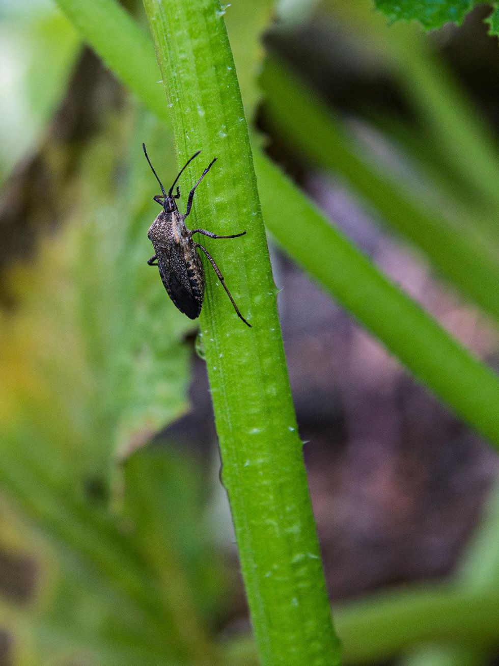 Photo of squash bug