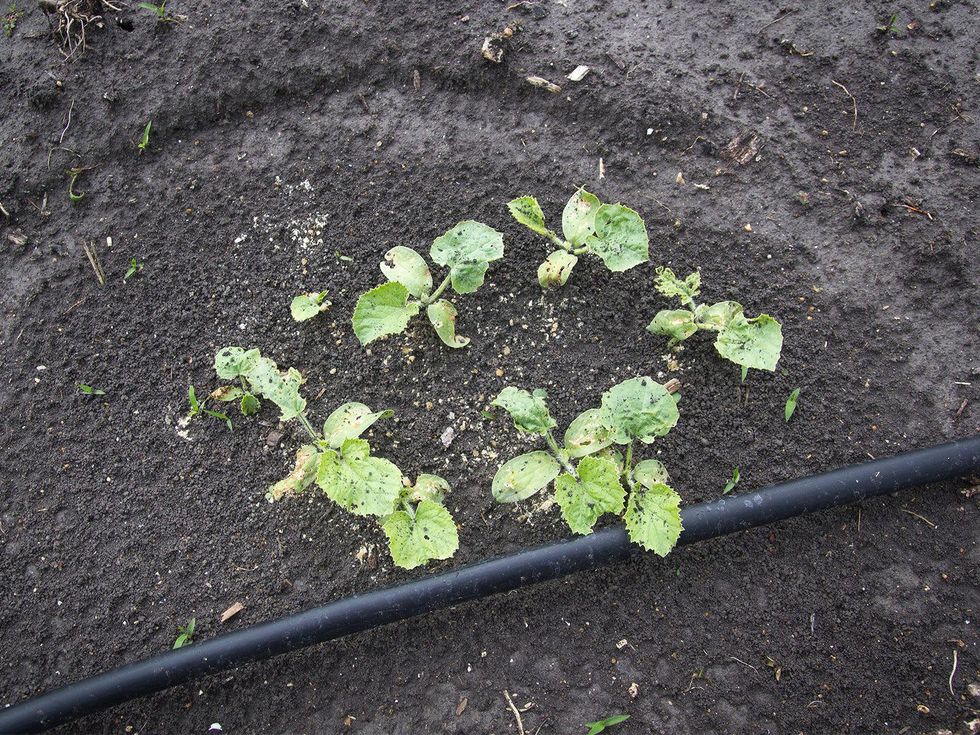 Photo of stunted melon seedlings