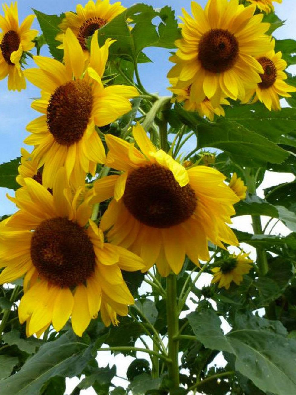 Photo of sunflowers