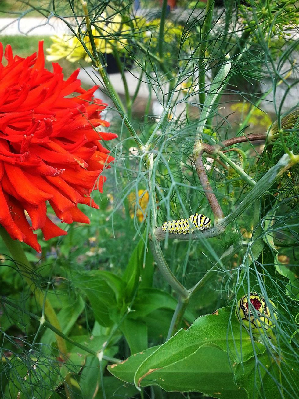 Photo of swallowtail butterfly caterpillar on dill