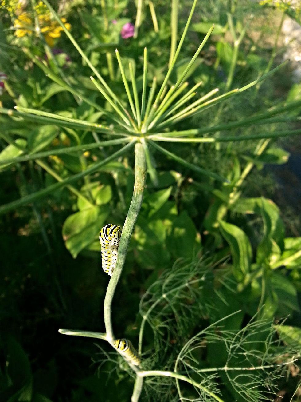 Photo of swallowtail butterfly caterpillars devouring dill