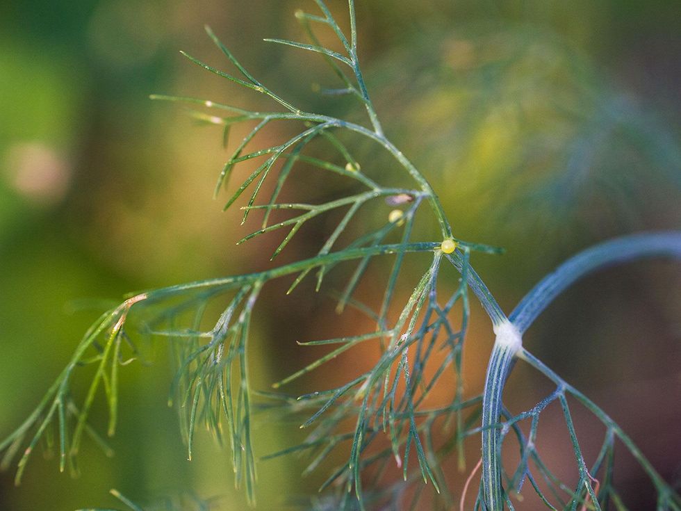 Photo of swallowtail butterfly egg on dill