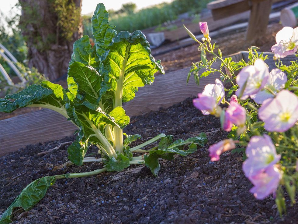 Photo of Swiss chard growing in raised garden bed