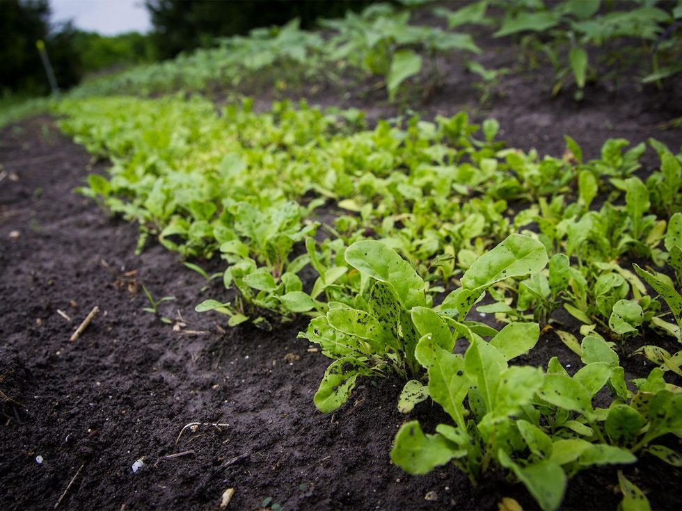 Photo of Swiss chard seedlings